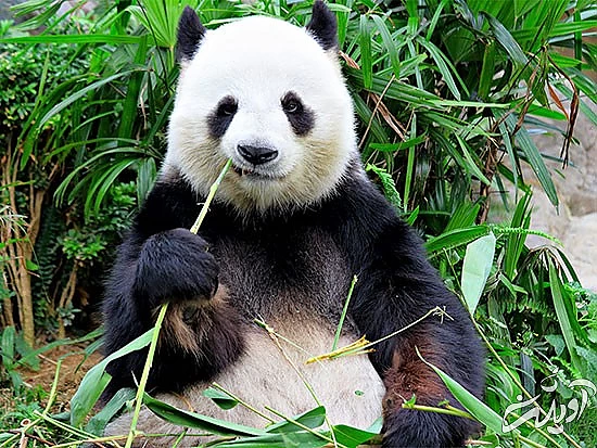 با خنگترین حیوانات دنیا آشنا بشید با خنگترین حیوانات دنیا آشنا بشید